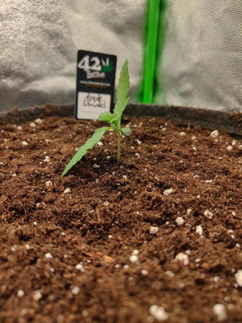 Apple Strudel & Orange Sherbet Auto. Week 1