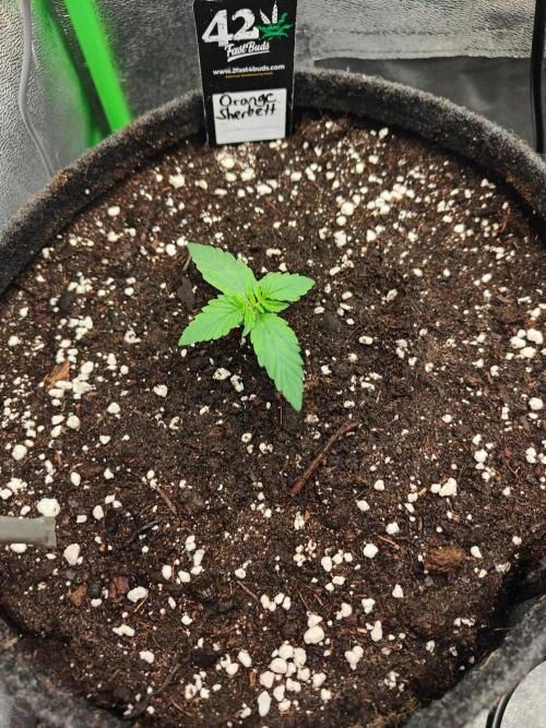 Apple Strudel & Orange Sherbet Auto. Week 1