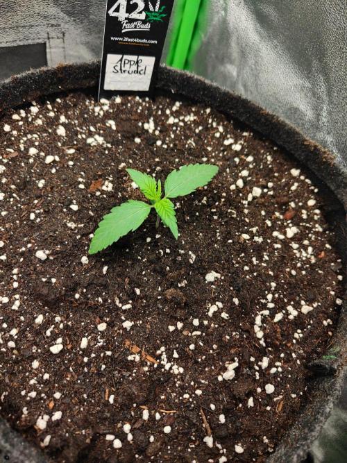 Apple Strudel & Orange Sherbet Auto. Week 1