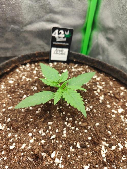 Apple Strudel & Orange Sherbet Auto. Week 1