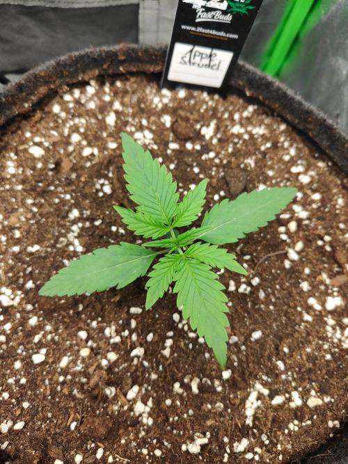 Apple Strudel & Orange Sherbet Auto. Week 1