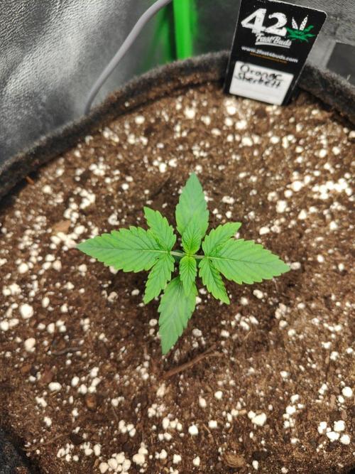 Apple Strudel & Orange Sherbet Auto. Week 1