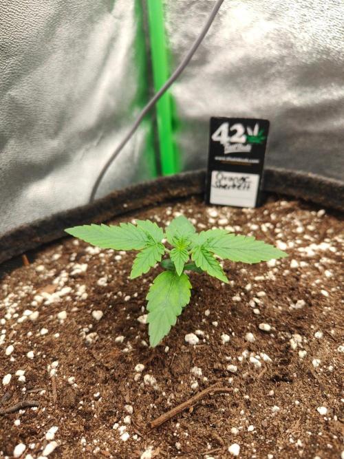 Apple Strudel & Orange Sherbet Auto. Week 1