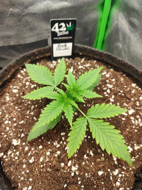 Apple Strudel & Orange Sherbet Auto. Week 2