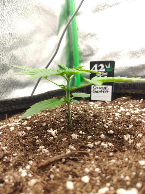 Apple Strudel & Orange Sherbet Auto. Week 2