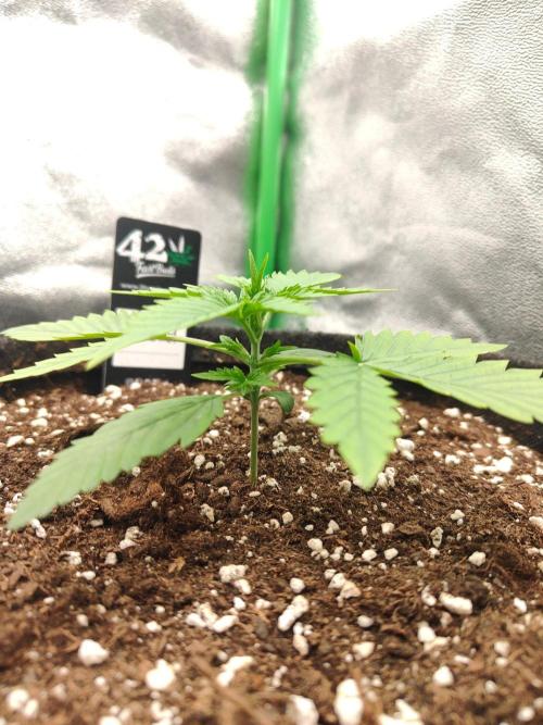 Apple Strudel & Orange Sherbet Auto. Week 2