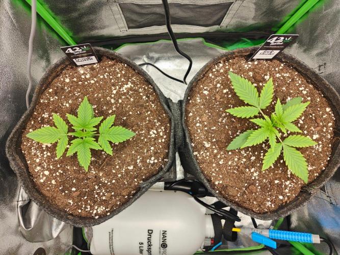 Apple Strudel & Orange Sherbet Auto. Week 2