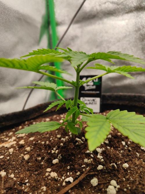 Apple Strudel & Orange Sherbet Auto. Week 2