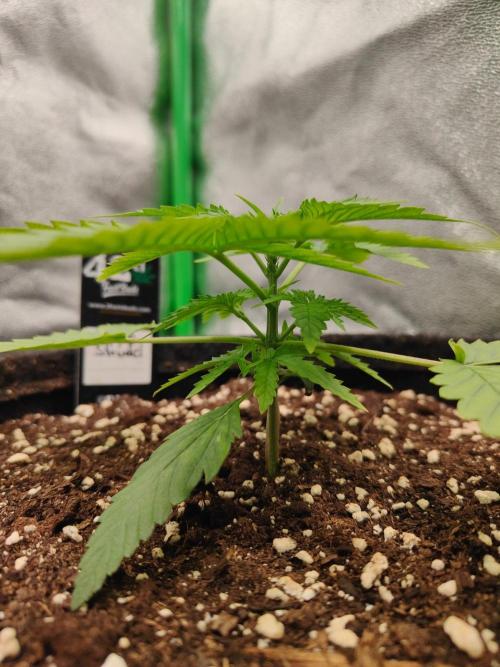 Apple Strudel & Orange Sherbet Auto. Week 2