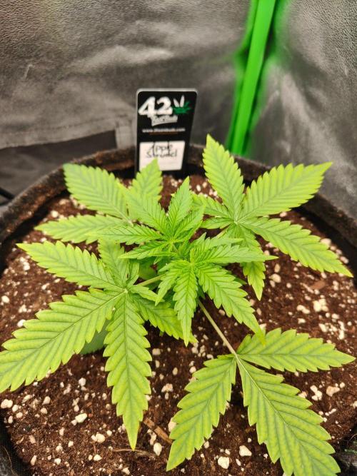 Apple Strudel & Orange Sherbet Auto. Week 2
