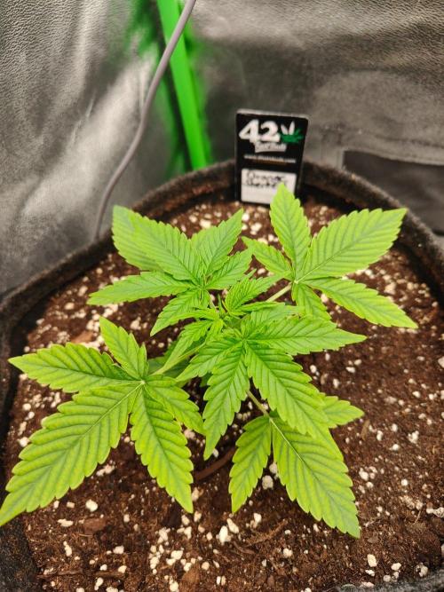 Apple Strudel & Orange Sherbet Auto. Week 2