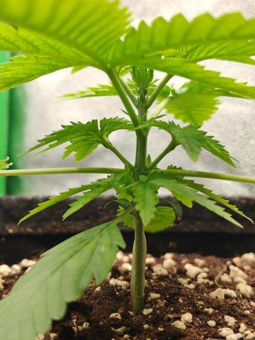 Apple Strudel & Orange Sherbet Auto. Week 2