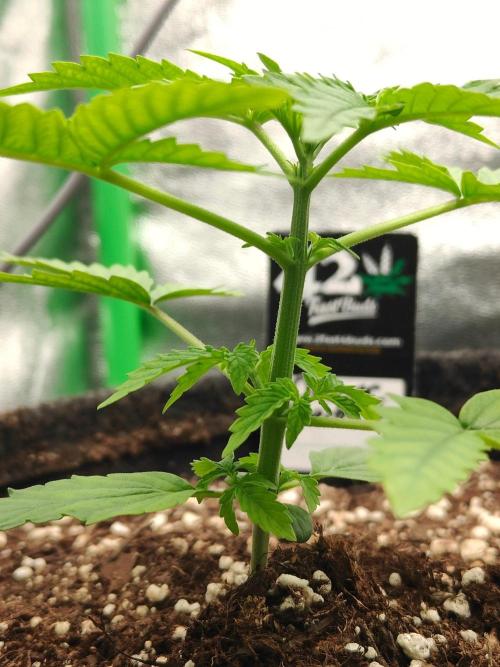 Apple Strudel & Orange Sherbet Auto. Week 2