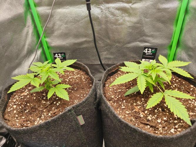 Apple Strudel & Orange Sherbet Auto. Week 2