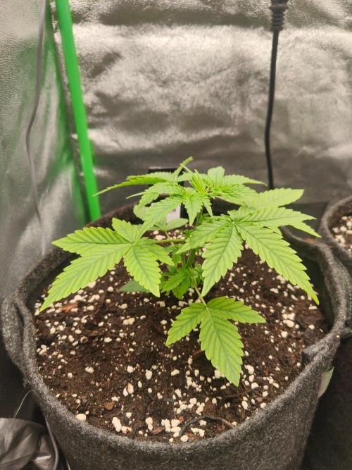 Apple Strudel & Orange Sherbet Auto. Week 2