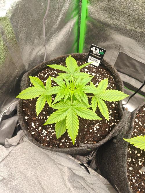 Apple Strudel & Orange Sherbet Auto. Week 2