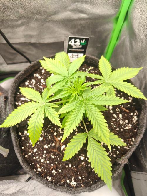 Apple Strudel & Orange Sherbet Auto. Week 2
