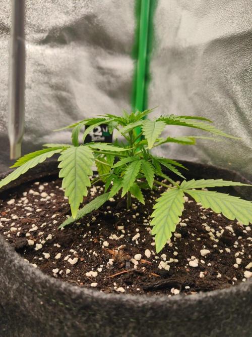 Apple Strudel & Orange Sherbet Auto. Week 2