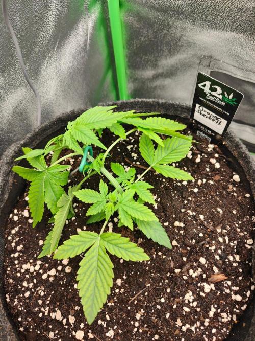 Apple Strudel & Orange Sherbet Auto. Week 2