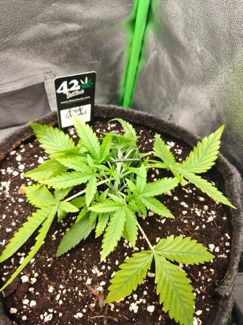 Apple Strudel & Orange Sherbet Auto. Week 2