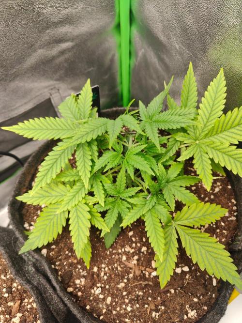 Apple Strudel & Orange Sherbet Auto. Week 3