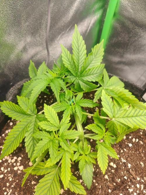 Apple Strudel & Orange Sherbet Auto. Week 3