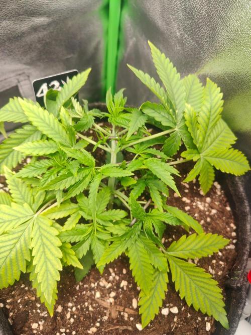 Apple Strudel & Orange Sherbet Auto. Week 3