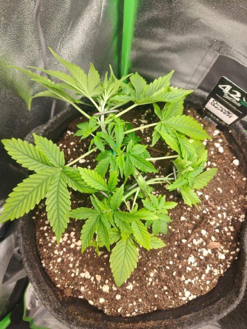 Apple Strudel & Orange Sherbet Auto. Week 3