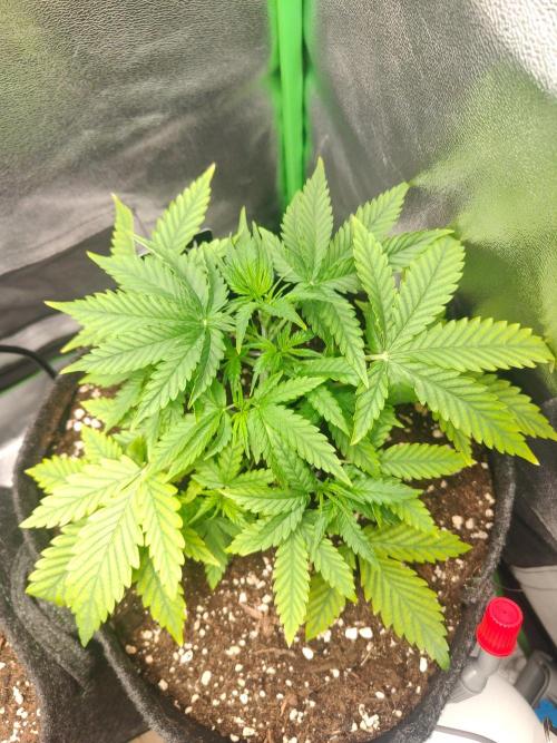 Apple Strudel & Orange Sherbet Auto. Week 3
