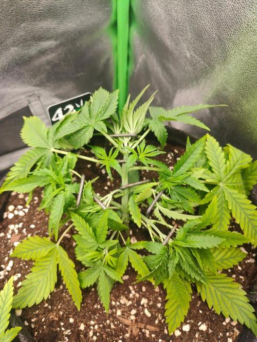 Apple Strudel & Orange Sherbet Auto. Week 3
