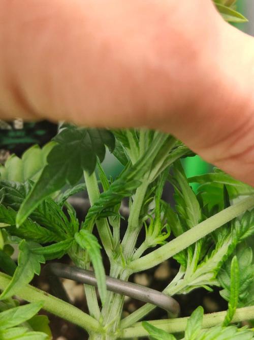 Apple Strudel & Orange Sherbet Auto. Week 3