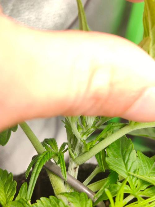 Apple Strudel & Orange Sherbet Auto. Week 3
