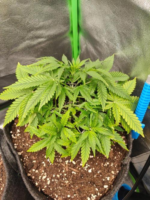 Apple Strudel & Orange Sherbet Auto. Week 3