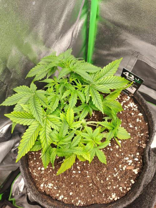 Apple Strudel & Orange Sherbet Auto. Week 3