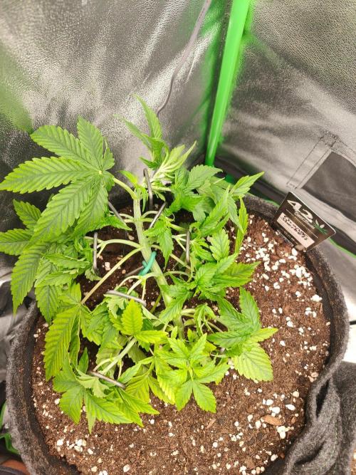 Apple Strudel & Orange Sherbet Auto. Week 3