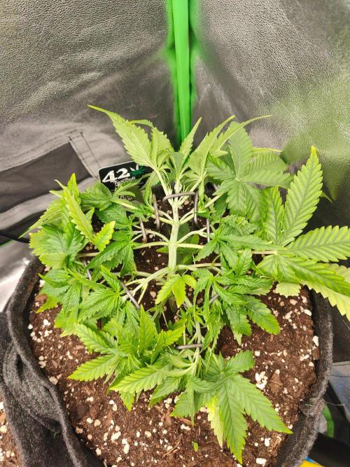 Apple Strudel & Orange Sherbet Auto. Week 3