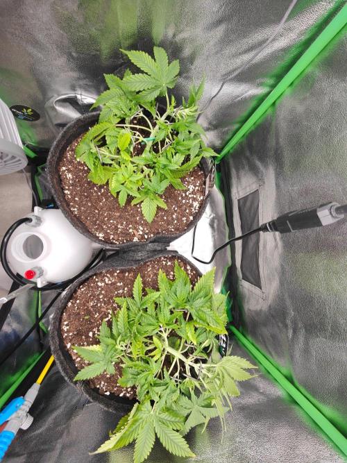 Apple Strudel & Orange Sherbet Auto. Week 3