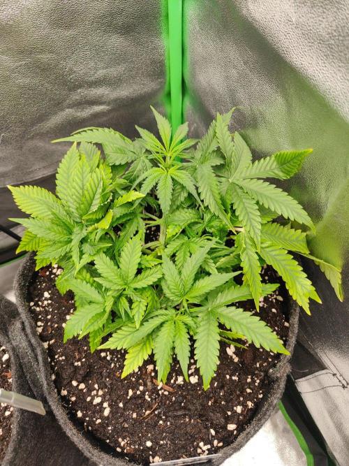 Apple Strudel & Orange Sherbet Auto. Week 3