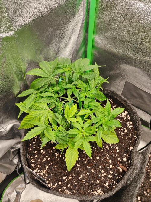 Apple Strudel & Orange Sherbet Auto. Week 3
