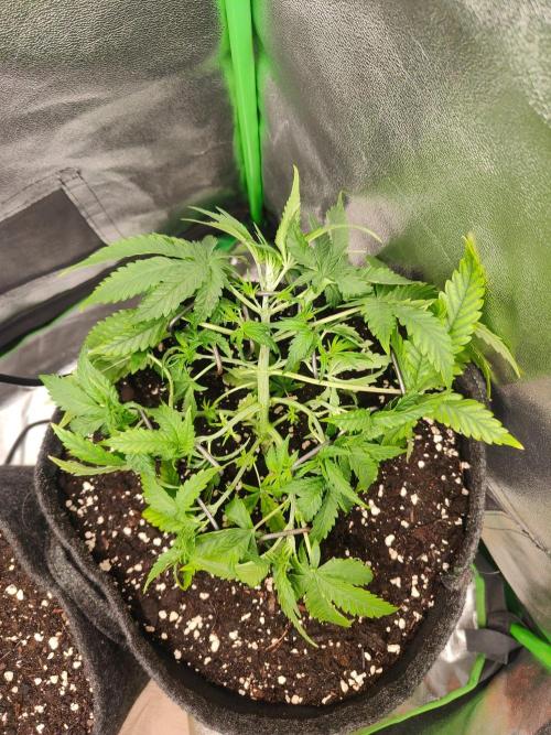Apple Strudel & Orange Sherbet Auto. Week 3
