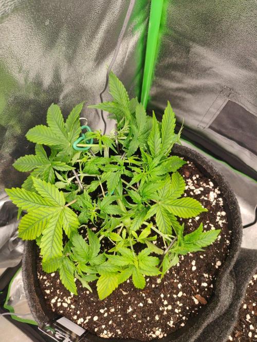 Apple Strudel & Orange Sherbet Auto. Week 3