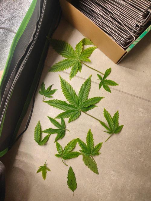 Apple Strudel & Orange Sherbet Auto. Week 3