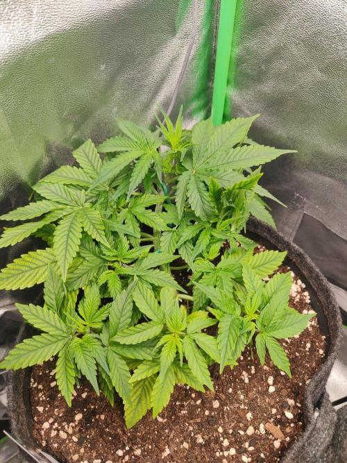 Apple Strudel & Orange Sherbet Auto. Week 4