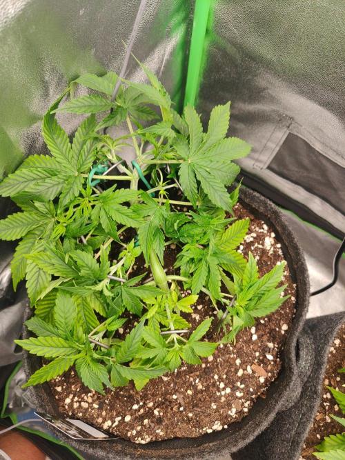 Apple Strudel & Orange Sherbet Auto. Week 4
