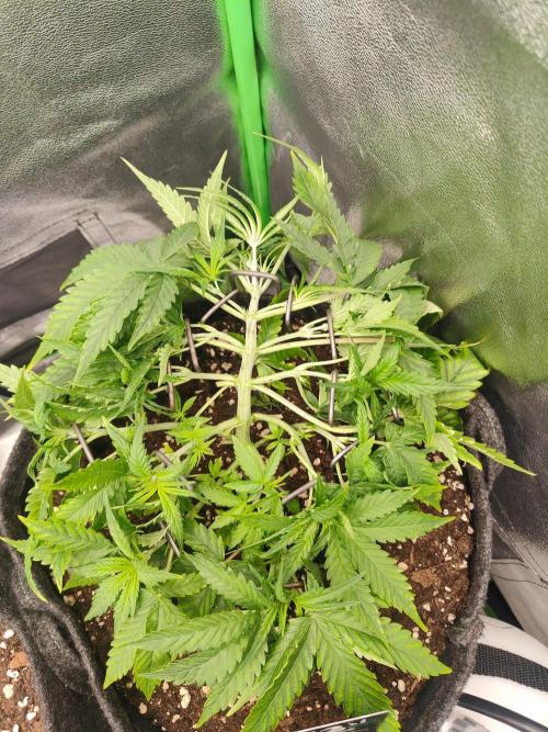 Apple Strudel & Orange Sherbet Auto. Week 4