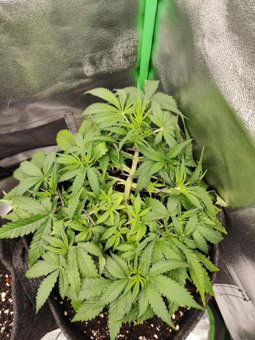 Apple Strudel & Orange Sherbet Auto. Week 4