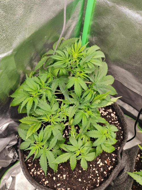 Apple Strudel & Orange Sherbet Auto. Week 4