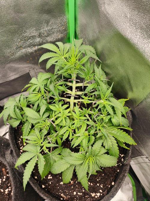 Apple Strudel & Orange Sherbet Auto. Week 4