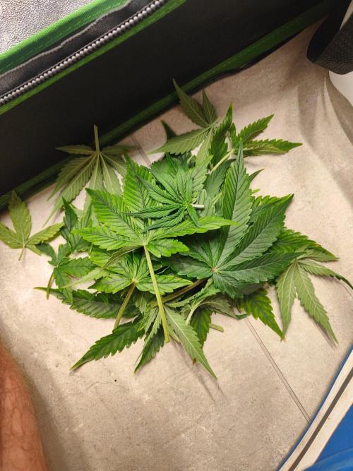 Apple Strudel & Orange Sherbet Auto. Week 4