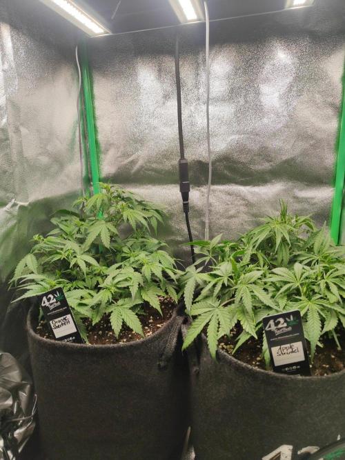 Apple Strudel & Orange Sherbet Auto. Week 5 - 02.09. 
Der Stretch geht los 